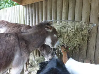 Ezel in Boudewijn Seapark